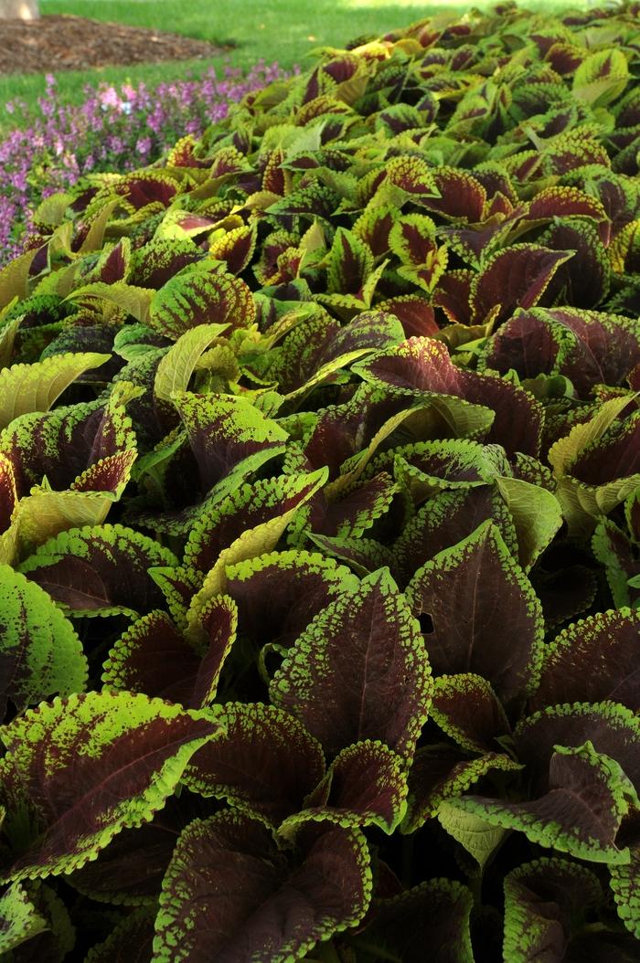 Coleus Kong Jr  Scarlet - View 3 from www redcrocus com