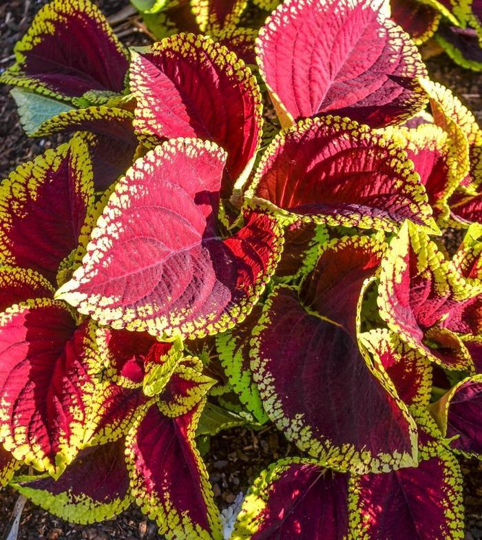 Coleus Kong Jr  Scarlet - View 4 from www redcrocus com