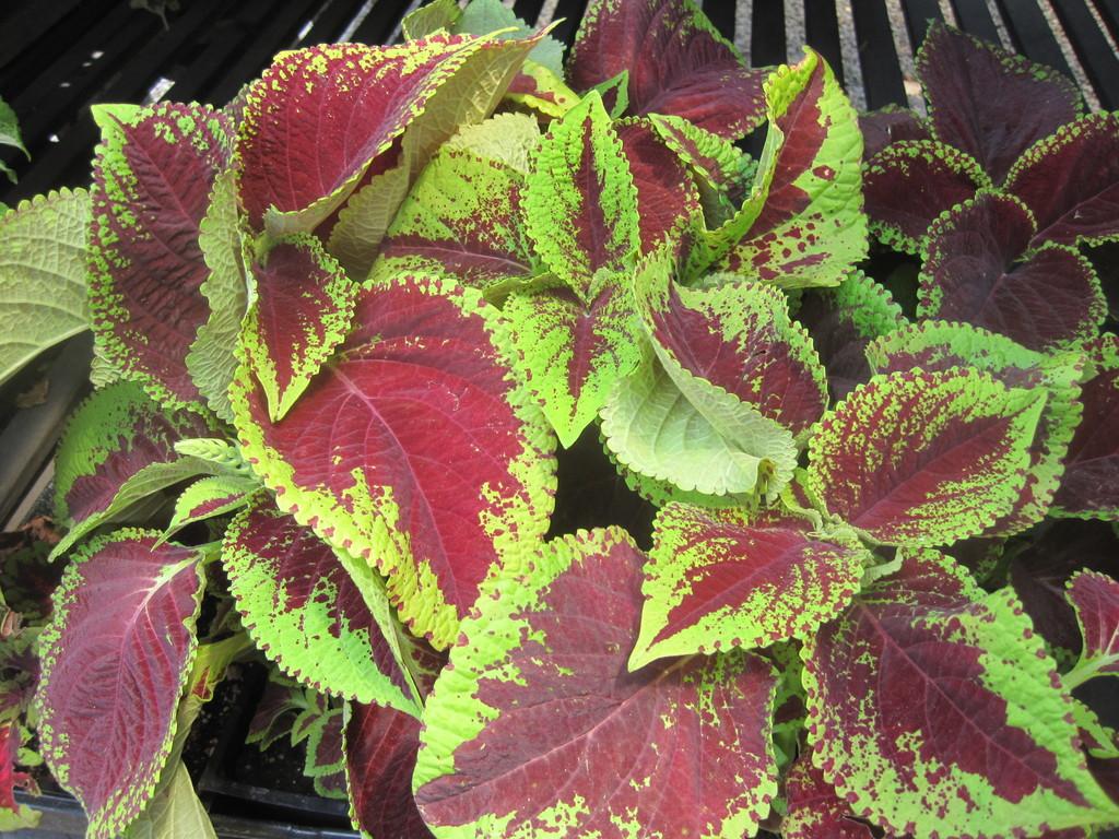 Coleus Kong Jr  Scarlet - View 5 from www redcrocus com