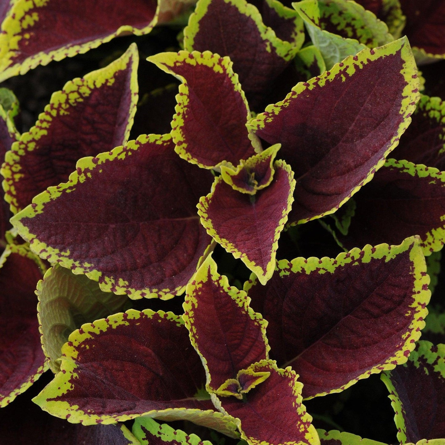 Coleus Kong Jr  Scarlet - View 6 from www redcrocus com