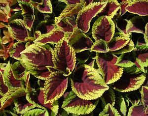 Coleus Kong Jr  Scarlet - View 7 from www redcrocus com