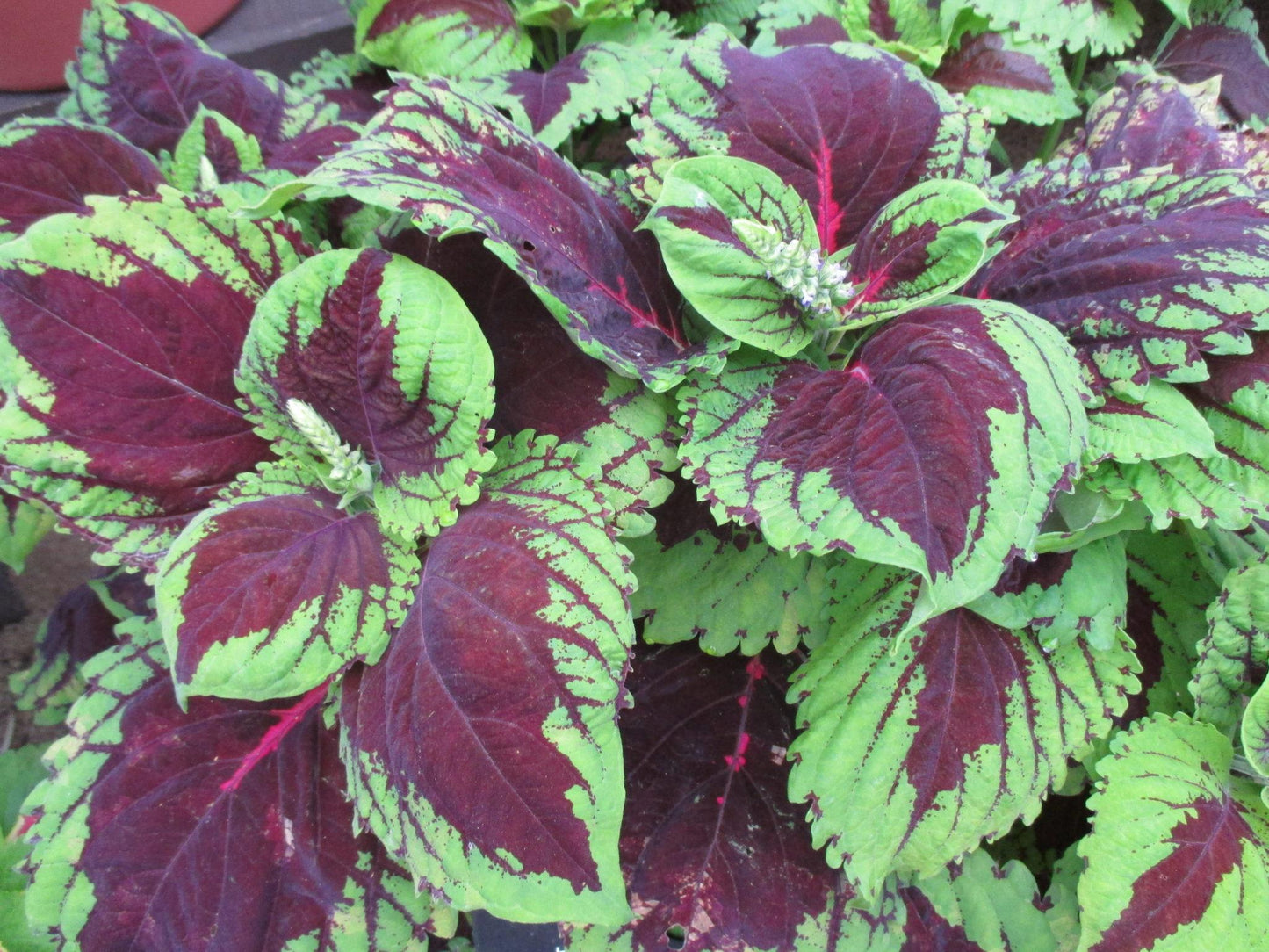 Coleus Kong Jr  Scarlet - View 8 from www redcrocus com