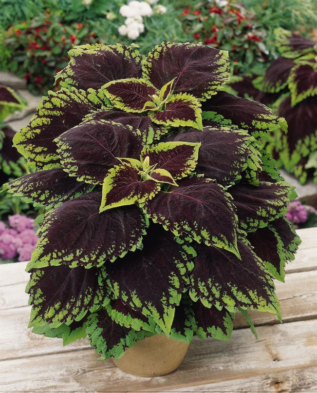 Coleus Kong Jr  Scarlet - View 9 from www redcrocus com