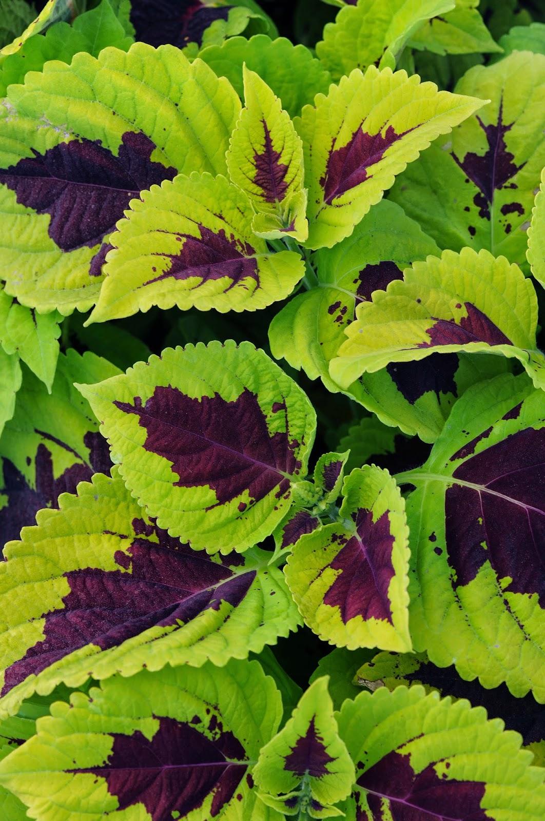 Coleus Kong Lime Sprite - View 11 from www redcrocus com