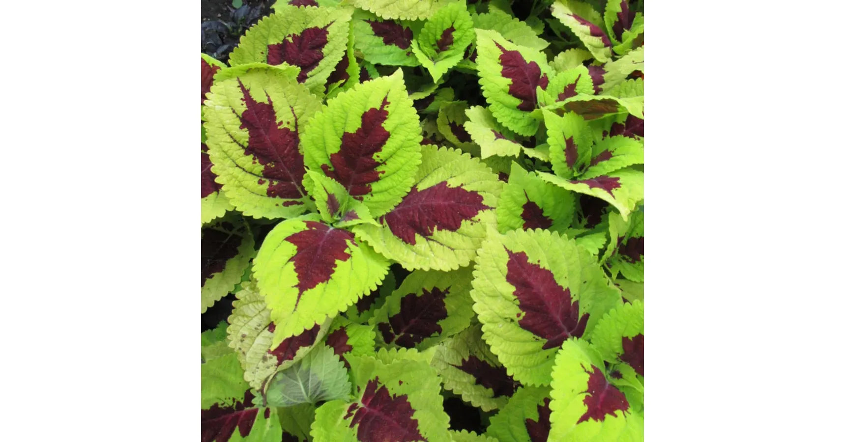 Coleus Kong Lime Sprite - View 15 from www redcrocus com