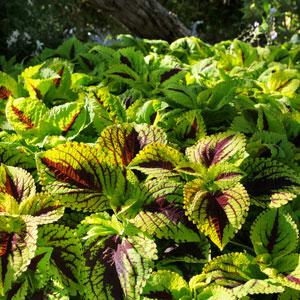 Coleus Kong Lime Sprite - View 16 from www redcrocus com