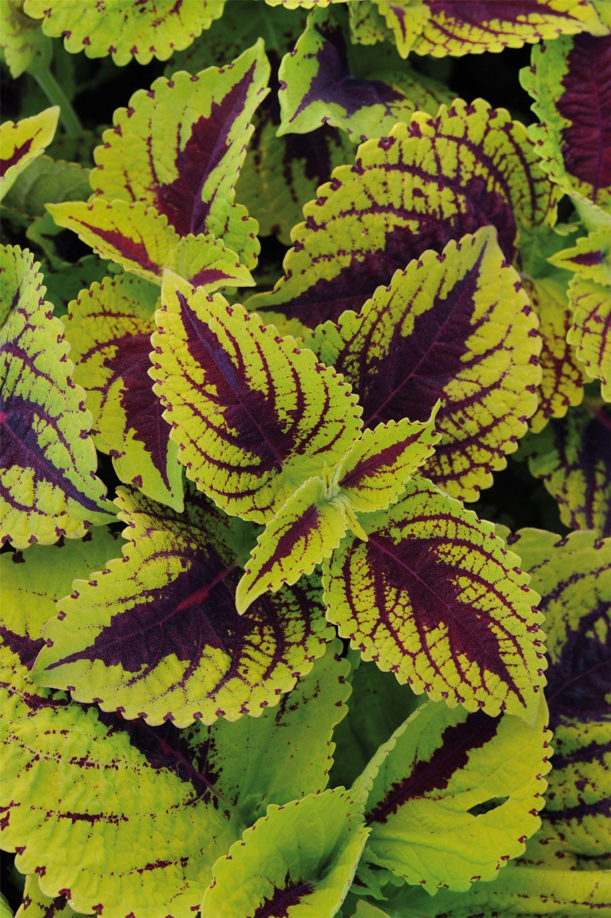 Coleus Kong Lime Sprite - View 1 from www redcrocus com