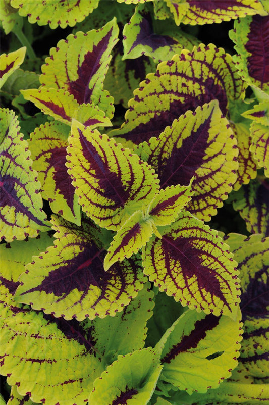 Coleus Kong Lime Sprite - View 1 from www redcrocus com