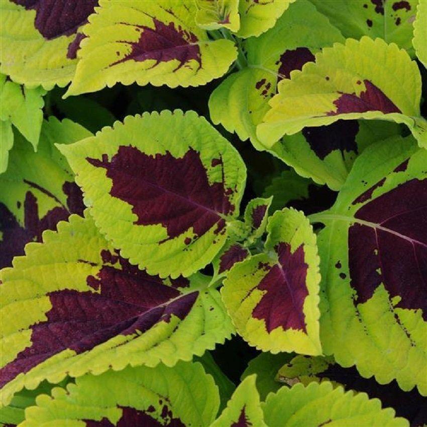 Coleus Kong Lime Sprite - View 4 from www redcrocus com
