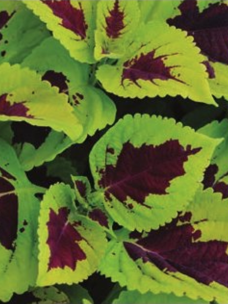 Coleus Kong Lime Sprite - View 9 from www redcrocus com
