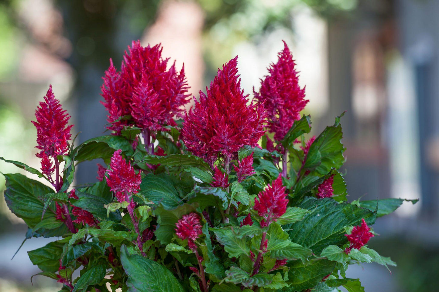 Celosia Bright Sparks Scarlet - View 13 from www redcrocus com