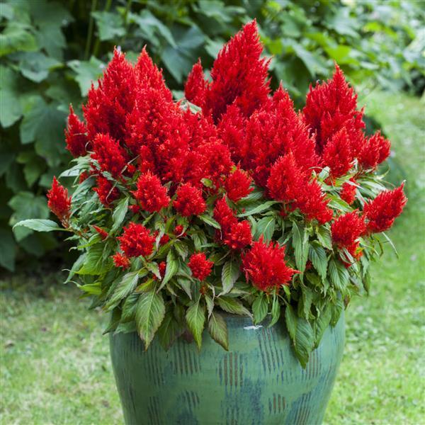Celosia Bright Sparks Scarlet - View 16 from www redcrocus com