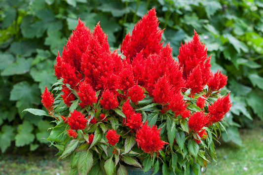 Celosia Bright Sparks Scarlet - View 1 from www redcrocus com
