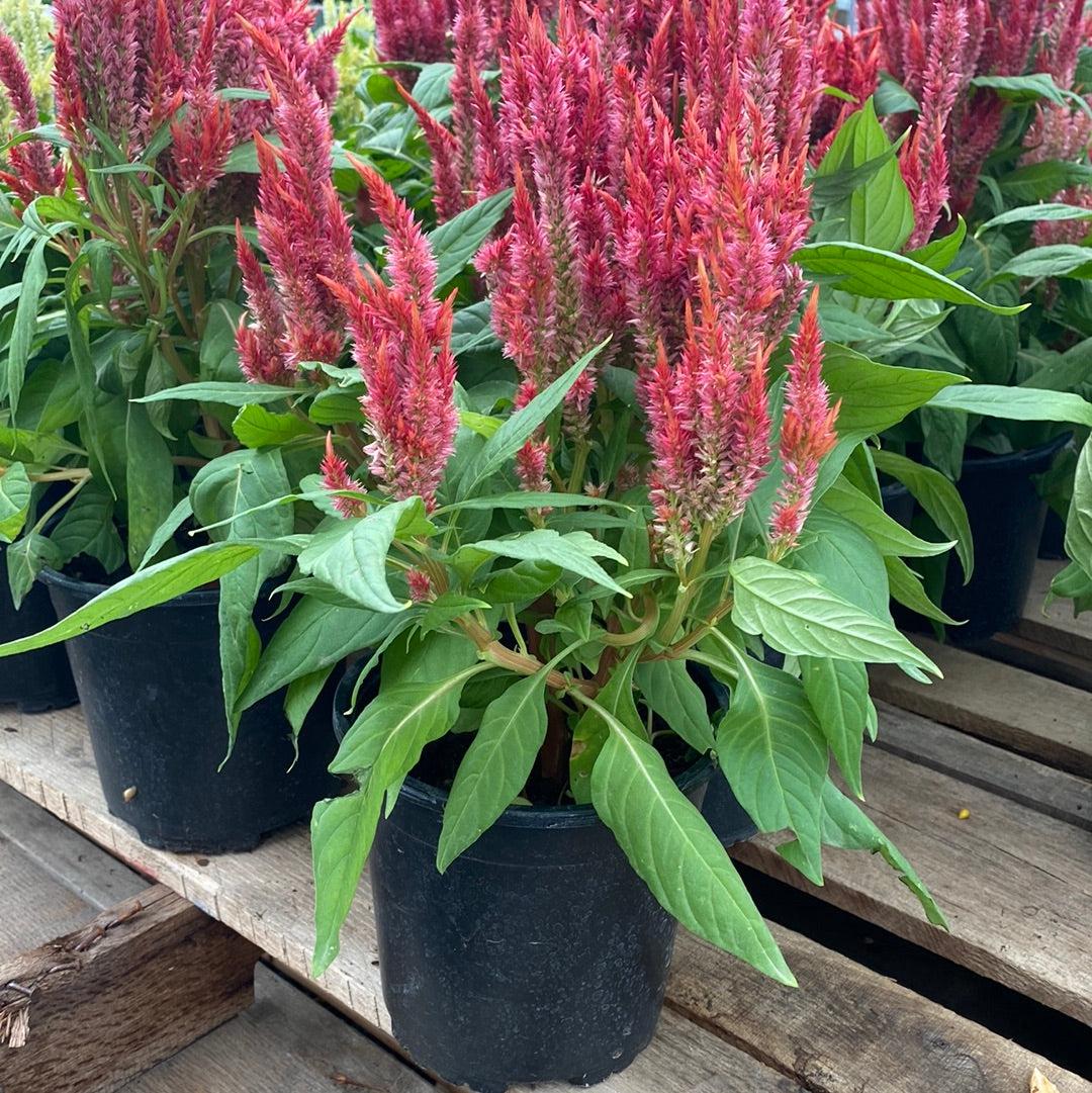 Celosia Bright Sparks Scarlet - View 2 from www redcrocus com