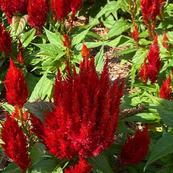 Celosia Bright Sparks Scarlet - View 4 from www redcrocus com