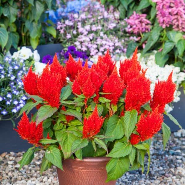 Celosia Bright Sparks Scarlet - View 5 from www redcrocus com