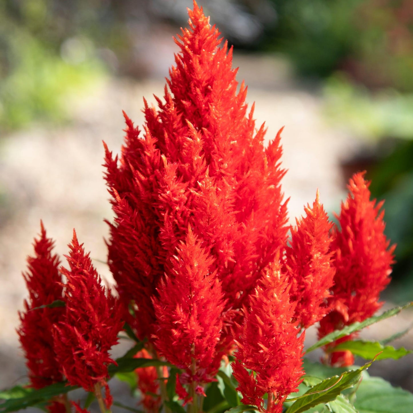 Celosia Bright Sparks Scarlet - View 6 from www redcrocus com