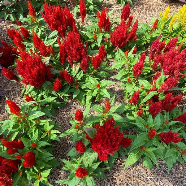 Celosia Bright Sparks Scarlet - View 7 from www redcrocus com