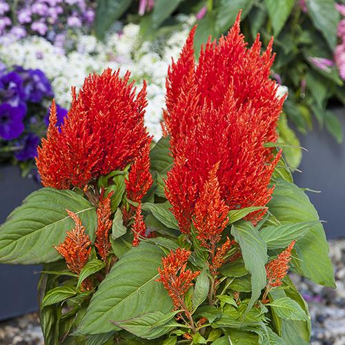 Celosia Bright Sparks Scarlet - View 8 from www redcrocus com