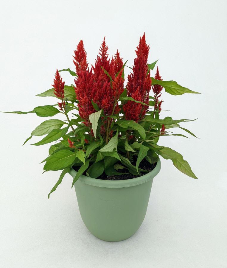 Celosia Bright Sparks Scarlet - View 9 from www redcrocus com