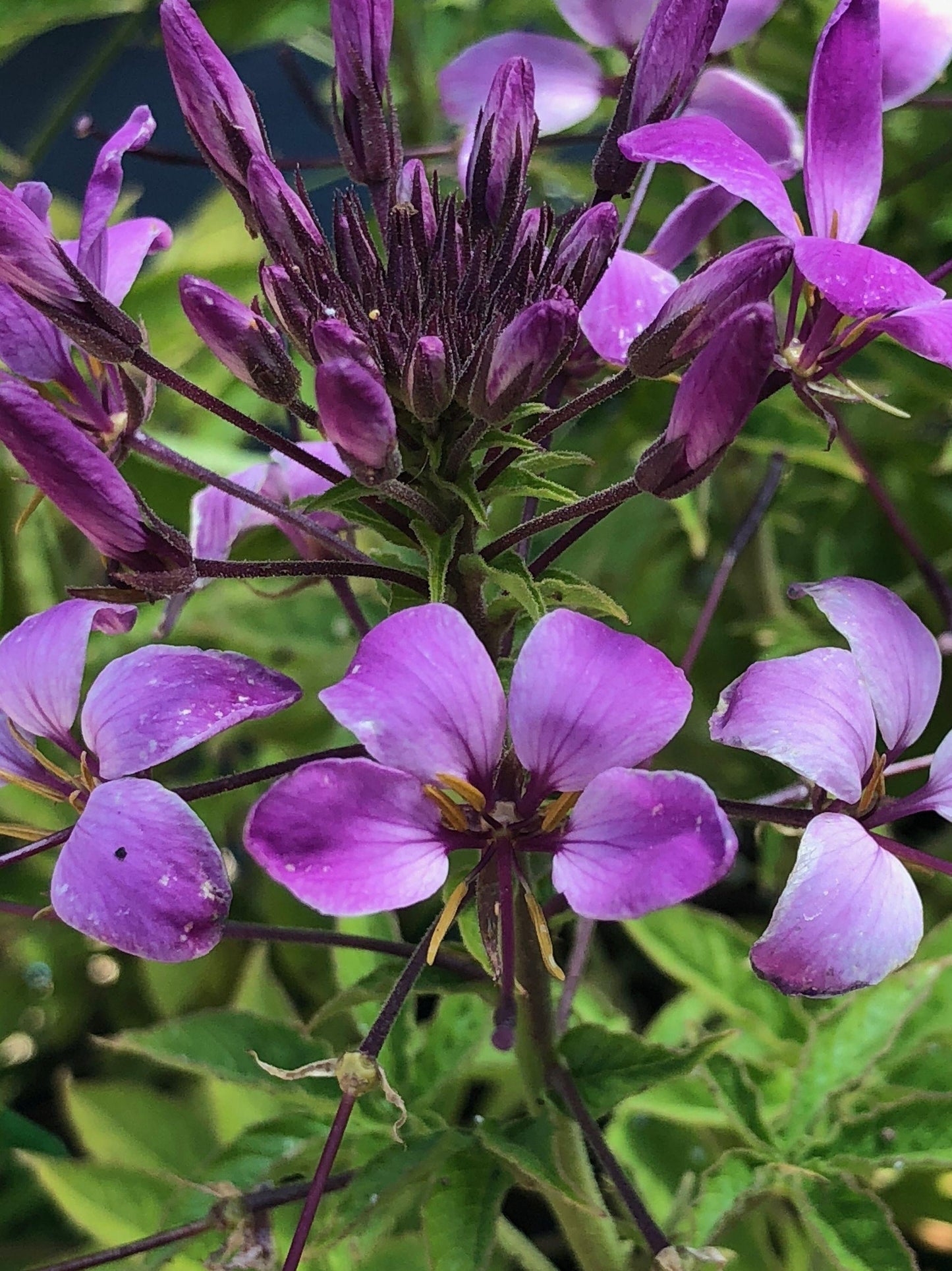 Cleome Clio Magenta - View 11 from www redcrocus com