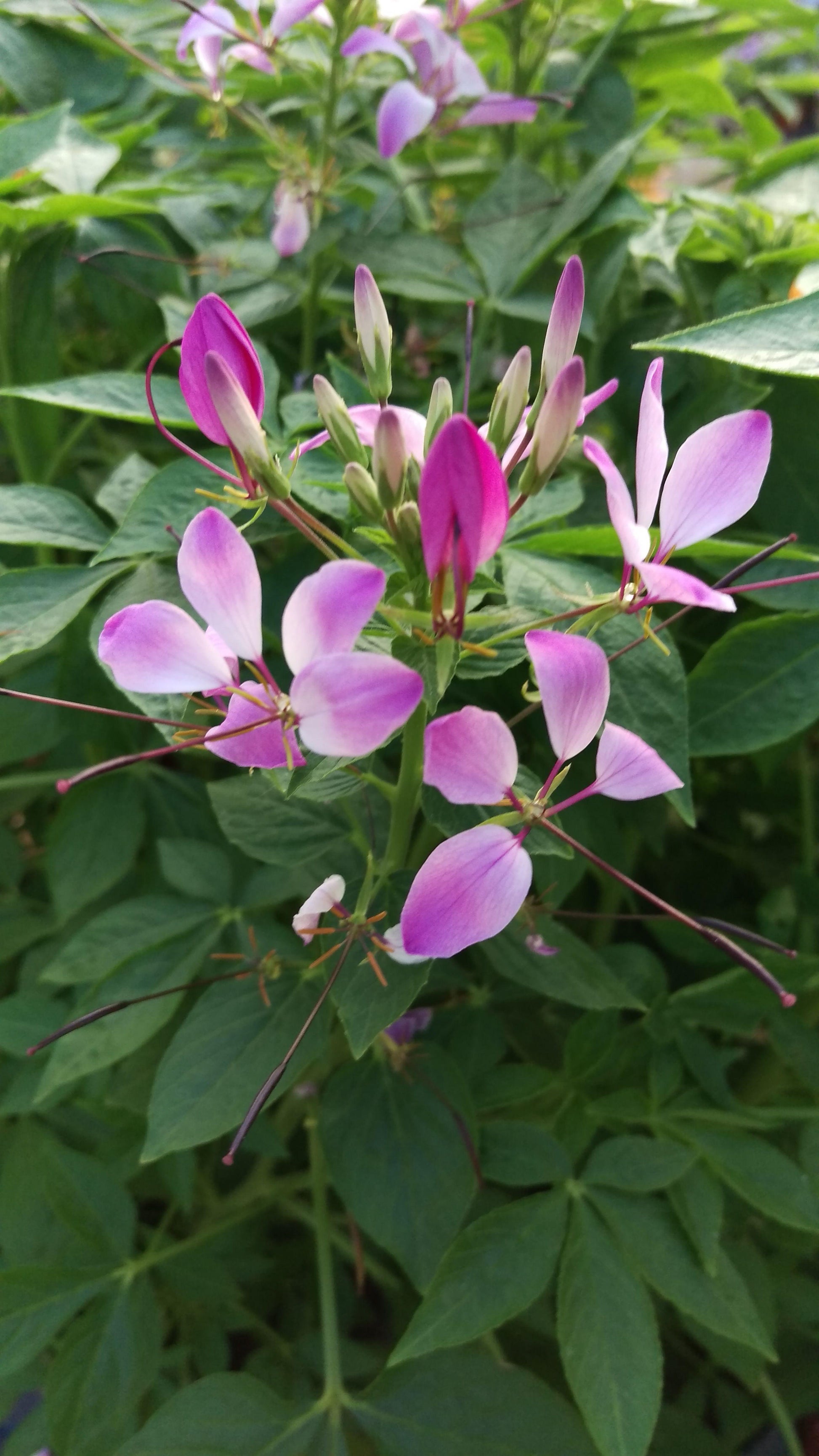 Cleome Clio Magenta - View 14 from www redcrocus com
