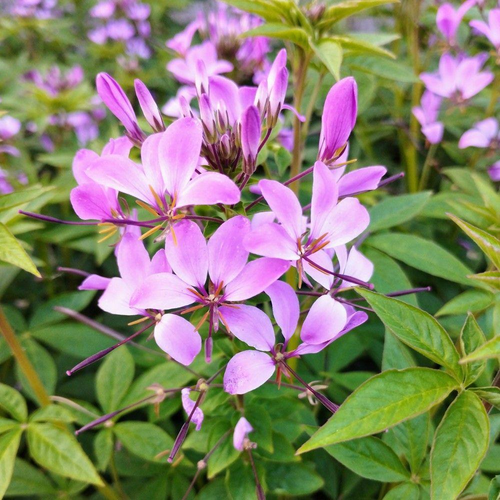 Cleome Clio Magenta - View 15 from www redcrocus com