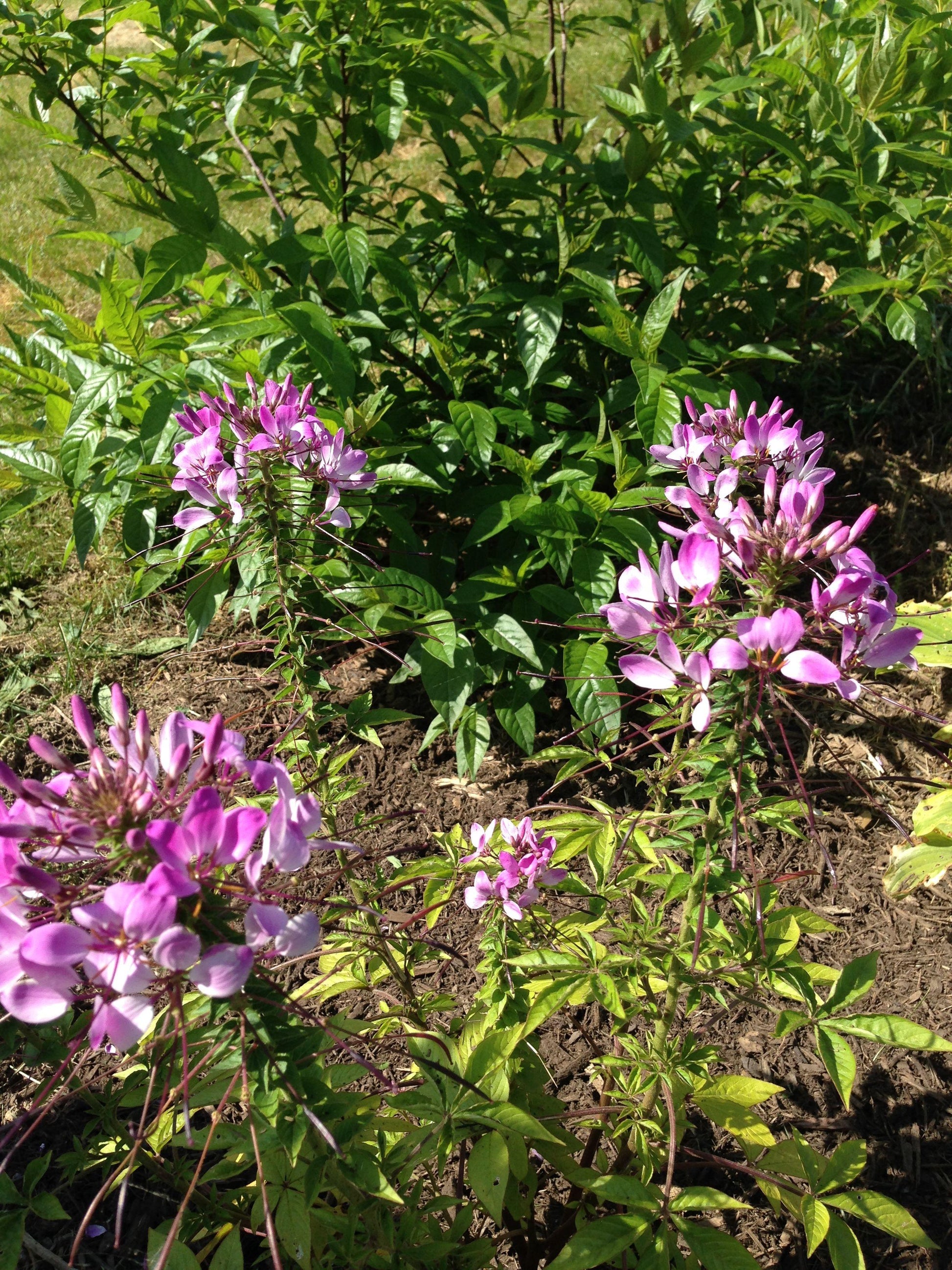 Cleome Clio Magenta - View 16 from www redcrocus com
