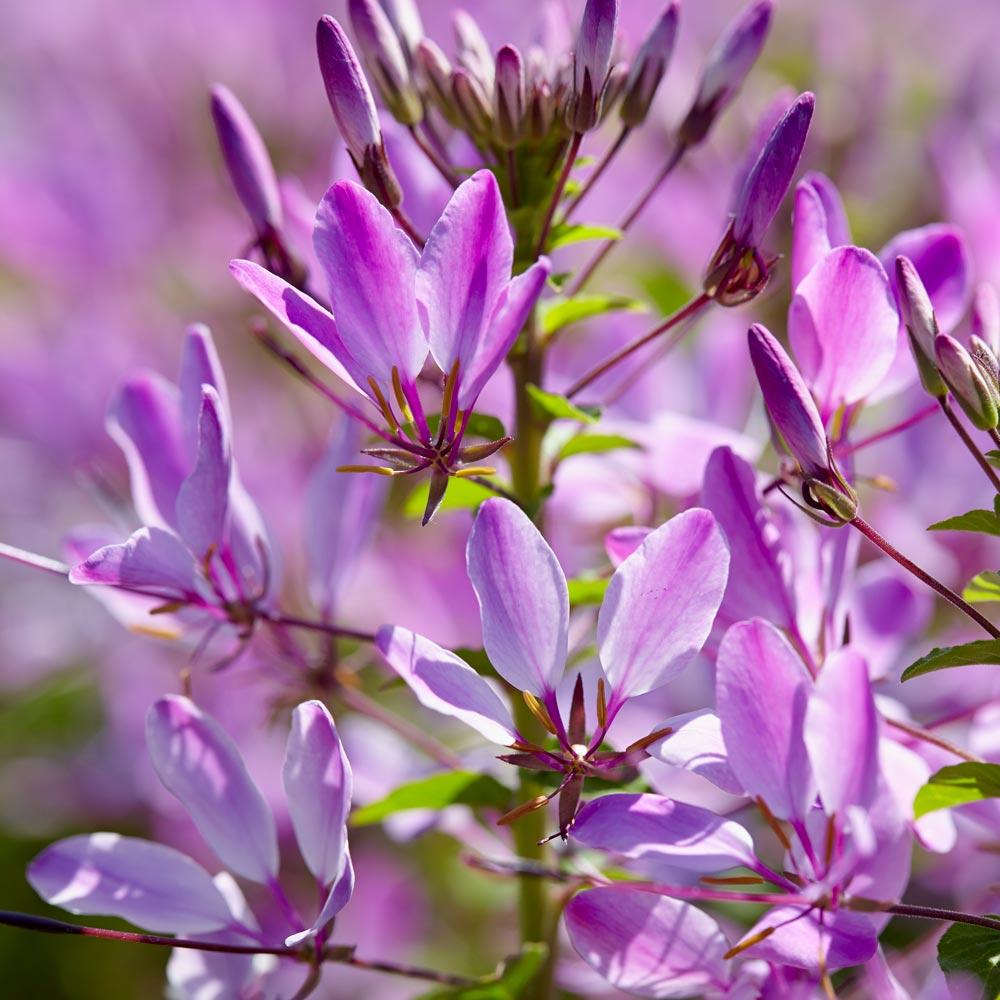 Cleome Clio Magenta - View 17 from www redcrocus com