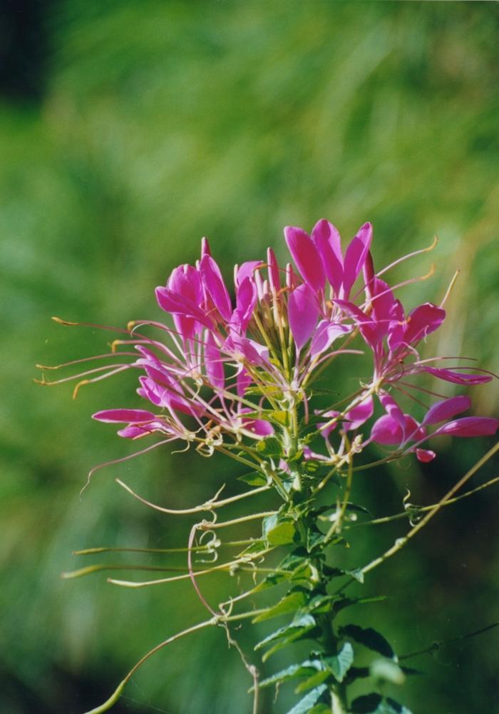 Cleome Clio Magenta - View 19 from www redcrocus com