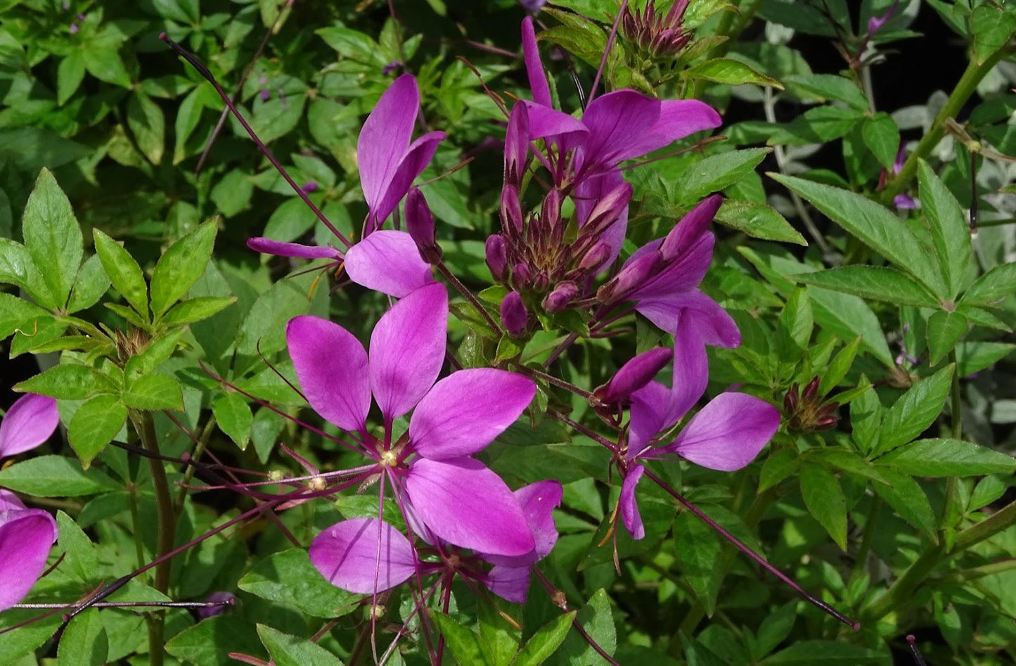Cleome Clio Magenta - View 4 from www redcrocus com