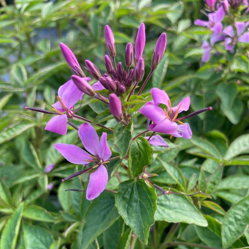 Cleome Clio Magenta - View 6 from www redcrocus com