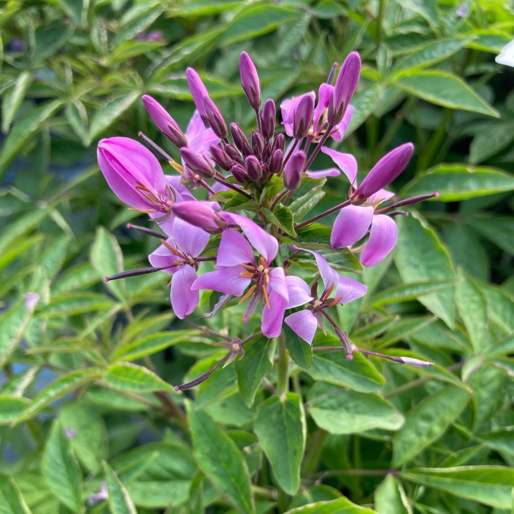 Cleome Clio Magenta - View 7 from www redcrocus com