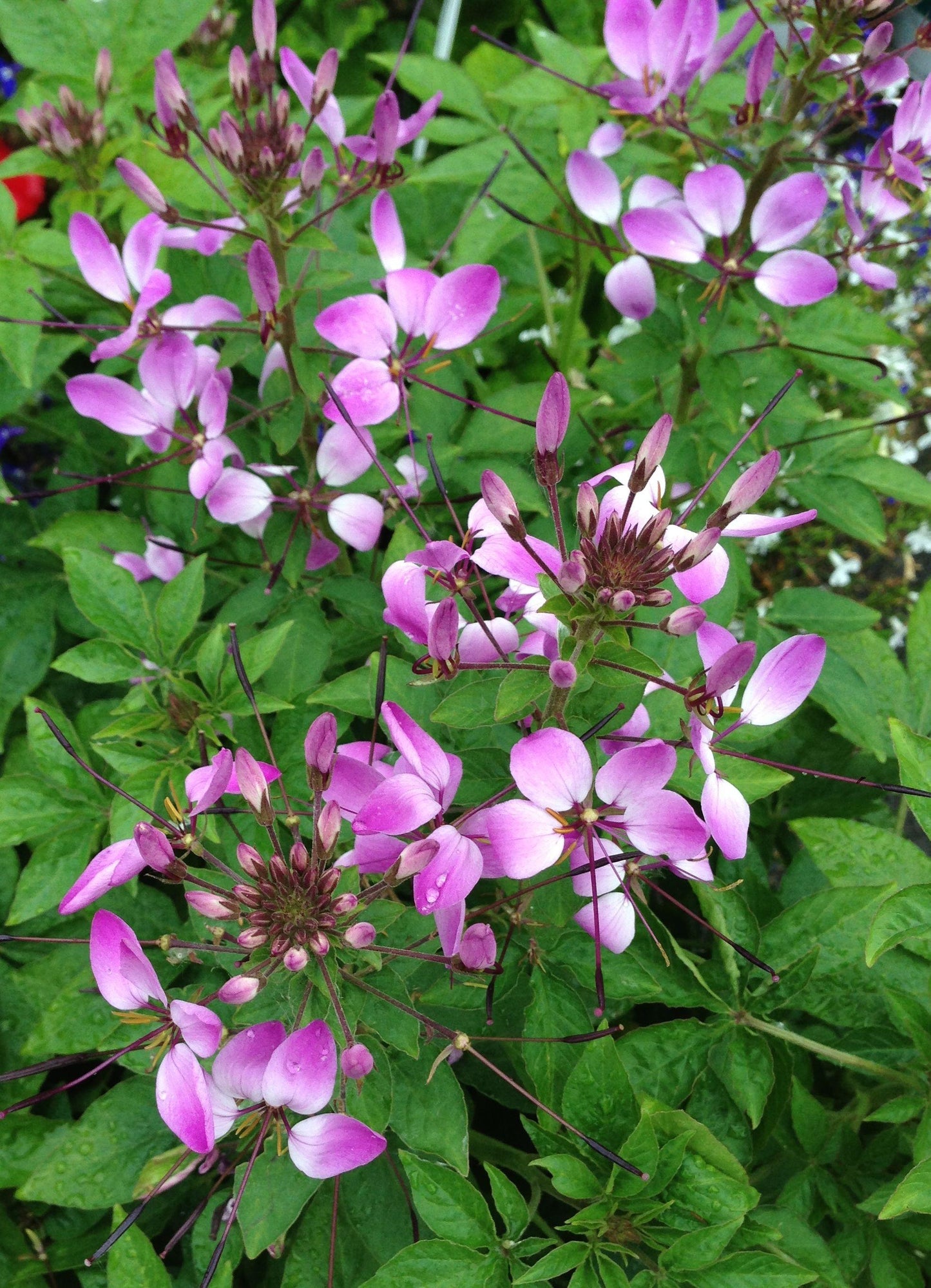 Cleome Clio Magenta - View 8 from www redcrocus com