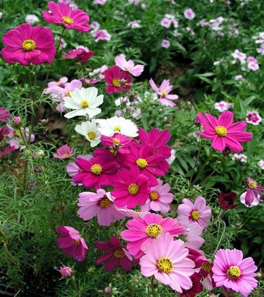 Cosmos Sonata Mix - View 10 from www redcrocus com
