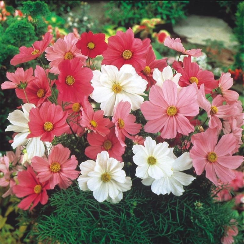 Cosmos Sonata Mix - View 11 from www redcrocus com