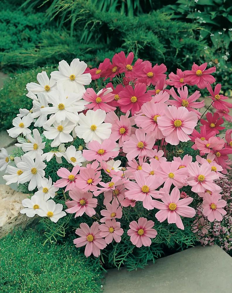 Cosmos Sonata Mix - View 12 from www redcrocus com