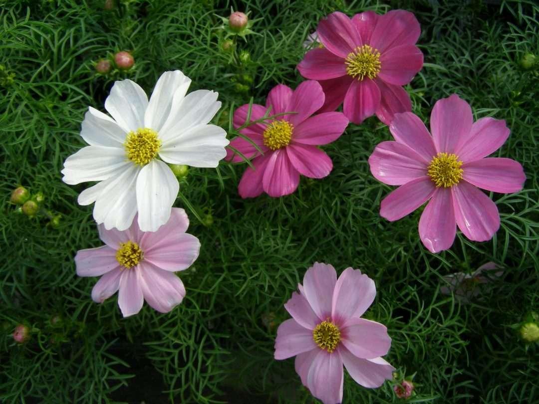 Cosmos Sonata Mix - View 13 from www redcrocus com