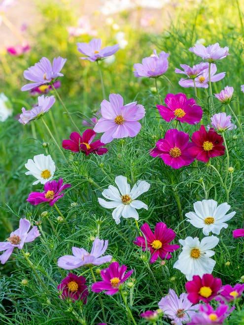 Cosmos Sonata Mix - View 14 from www redcrocus com