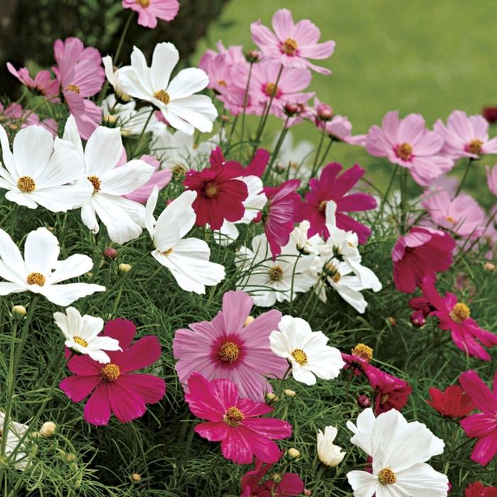 Cosmos Sonata Mix - View 15 from www redcrocus com