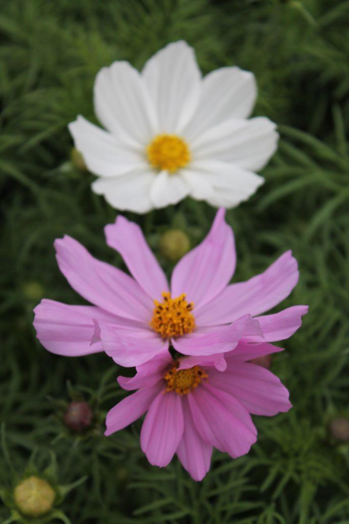 Cosmos Sonata Mix - View 16 from www redcrocus com