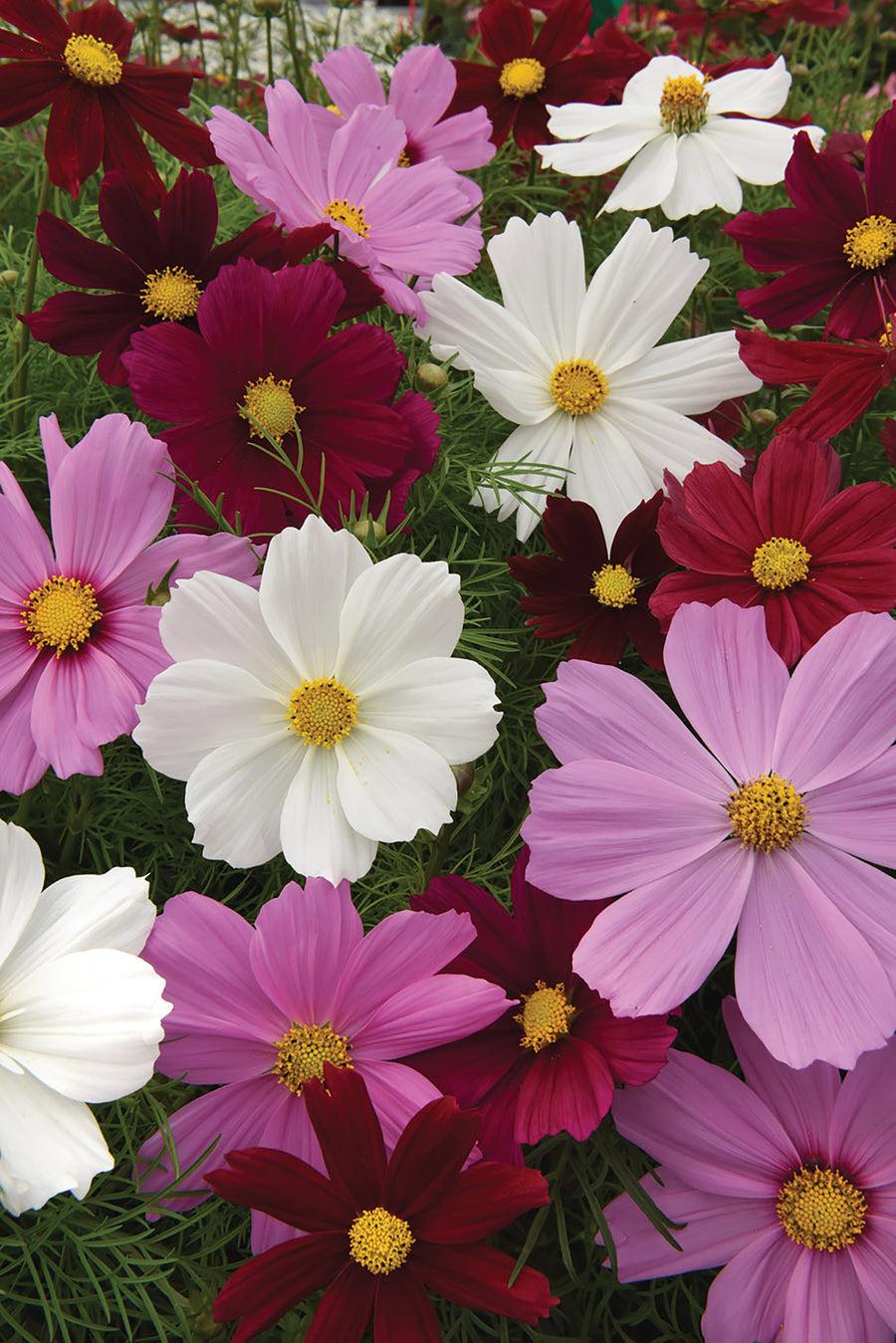 Cosmos Sonata Mix - View 17 from www redcrocus com