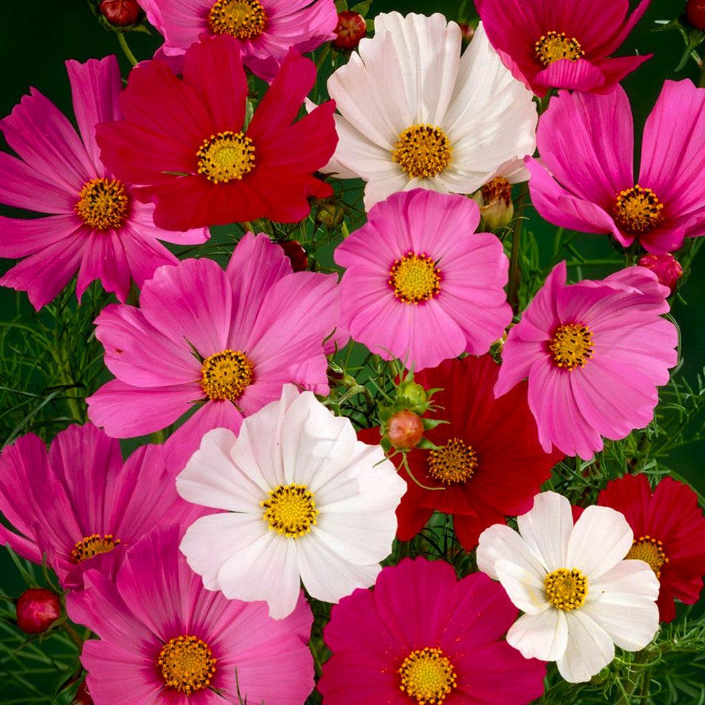 Cosmos Sonata Mix - View 1 from www redcrocus com