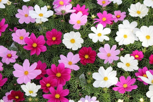 Cosmos Sonata Mix - View 2 from www redcrocus com