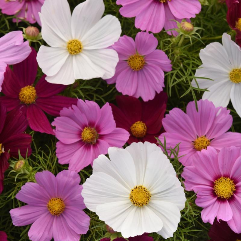 Cosmos Sonata Mix - View 3 from www redcrocus com