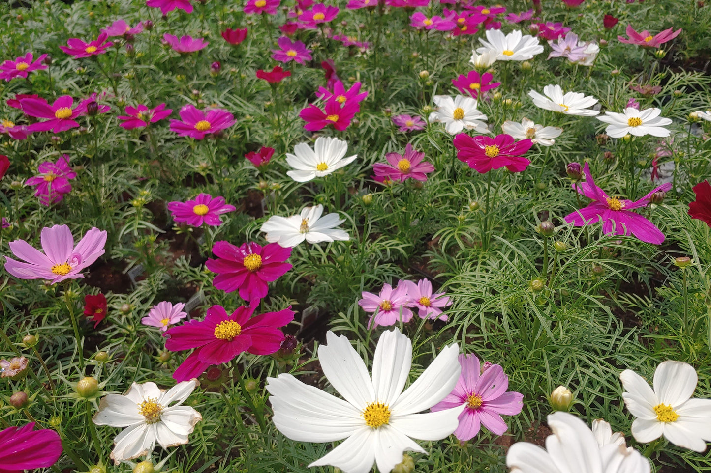 Cosmos Sonata Mix - View 4 from www redcrocus com