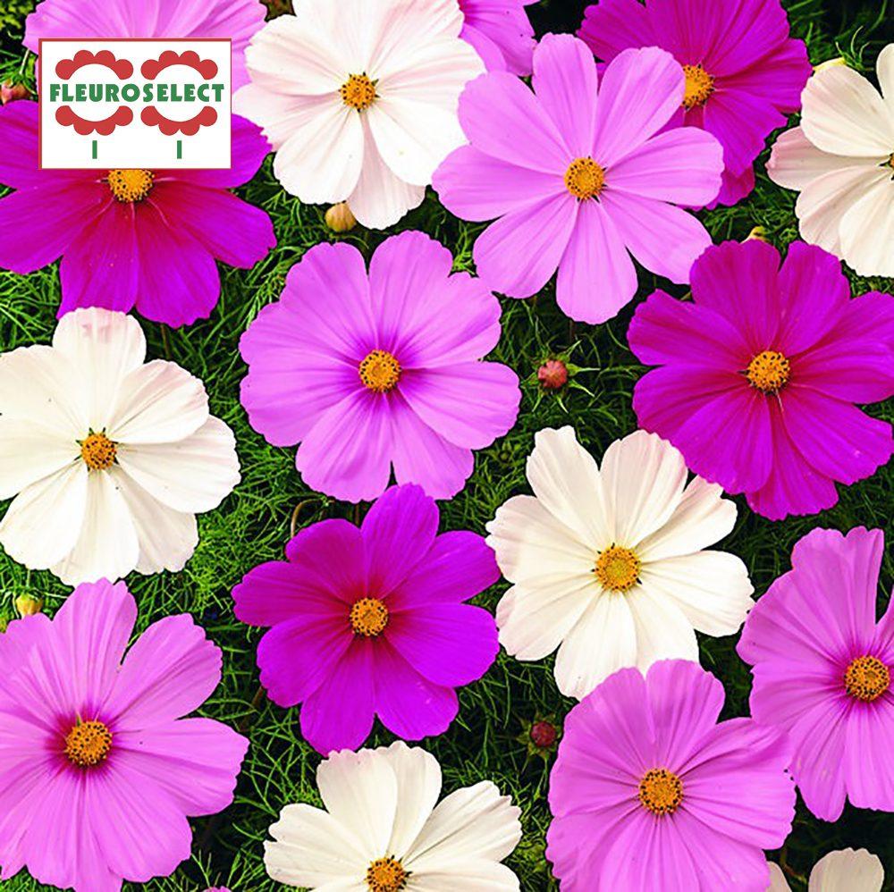 Cosmos Sonata Mix - View 6 from www redcrocus com