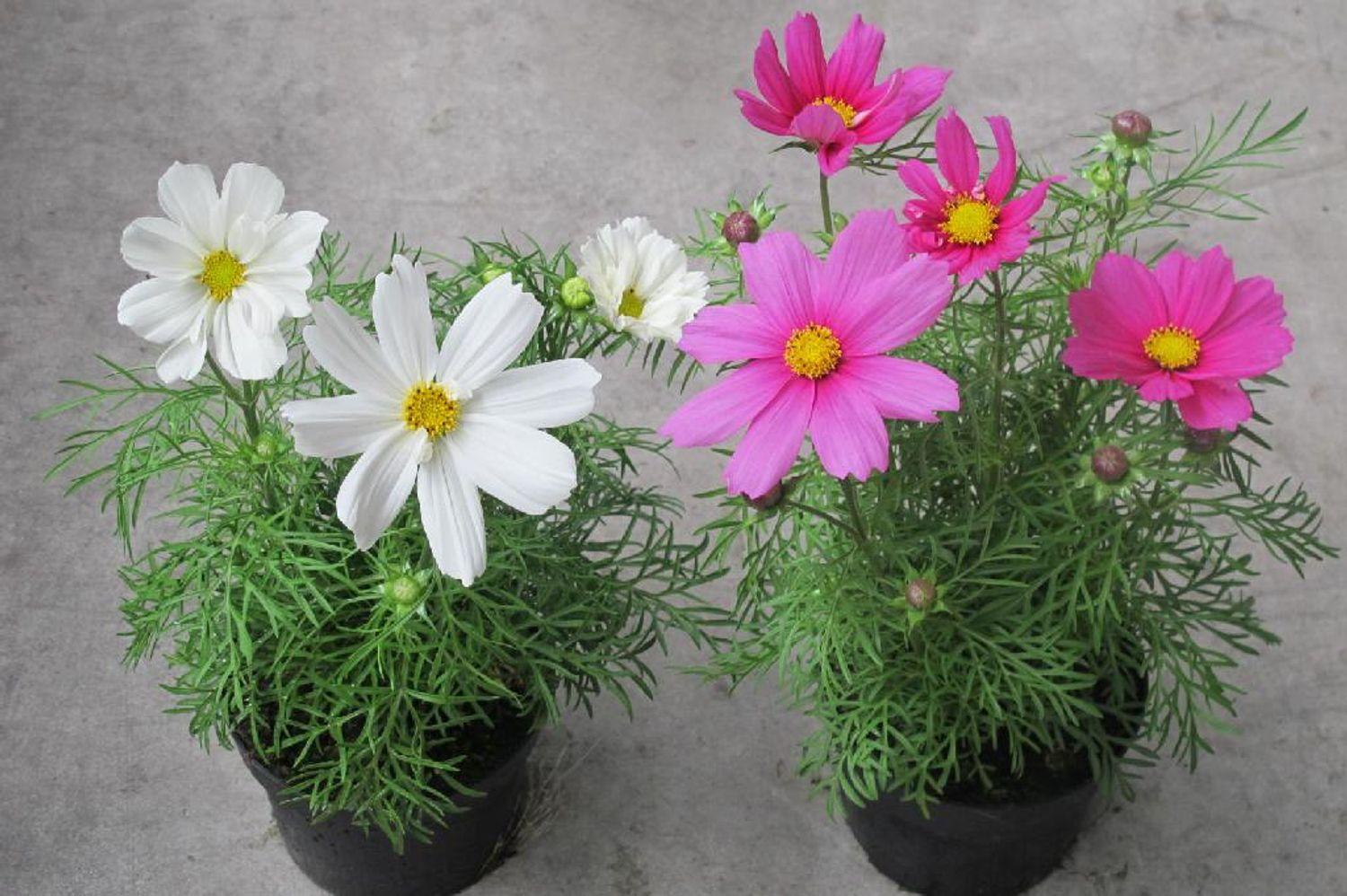 Cosmos Sonata Mix - View 7 from www redcrocus com