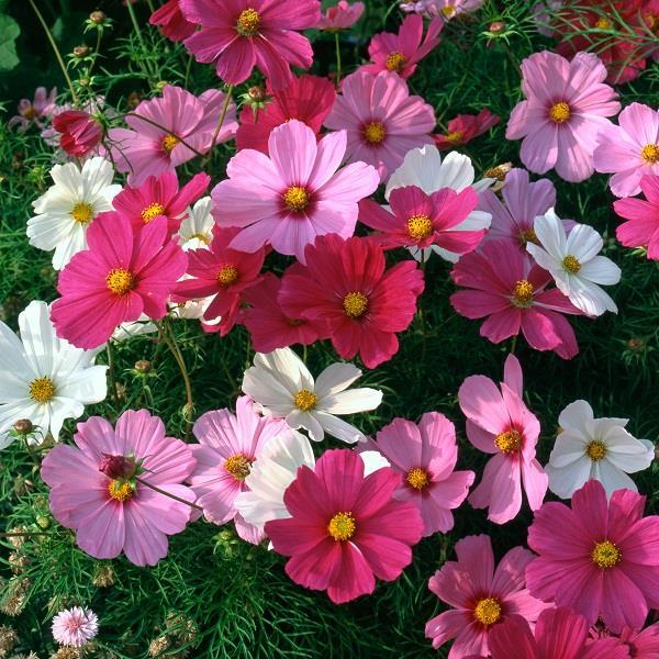 Cosmos Sonata Mix - View 8 from www redcrocus com