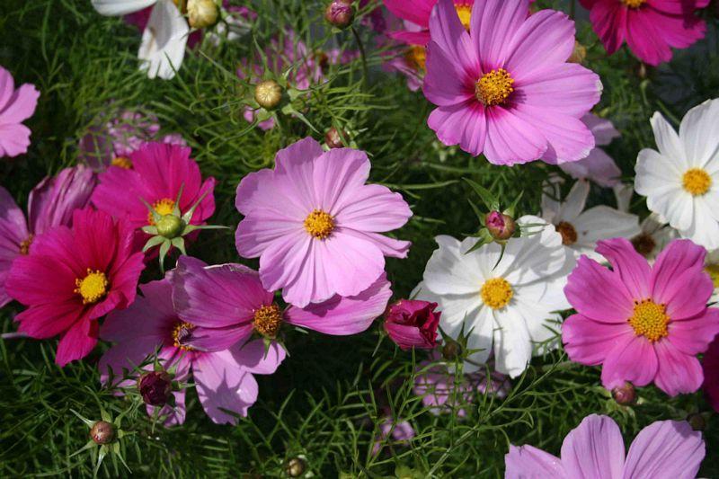 Cosmos Sonata Mix - View 9 from www redcrocus com